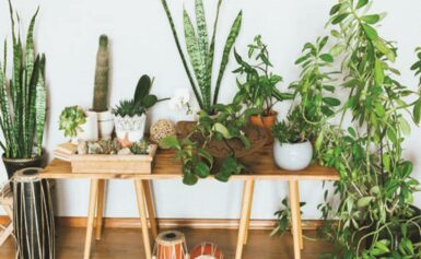 How Can Houseplants Benefit You During Winter