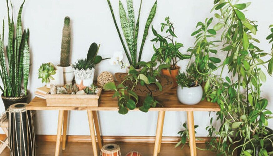 How Can Houseplants Benefit You During Winter