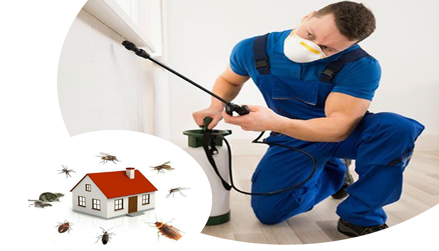 Primary Advantages of Pest Control Services by a Reliable Agency
