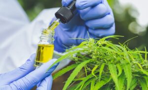 Common Misunderstandings on Marijuana Drug Testing