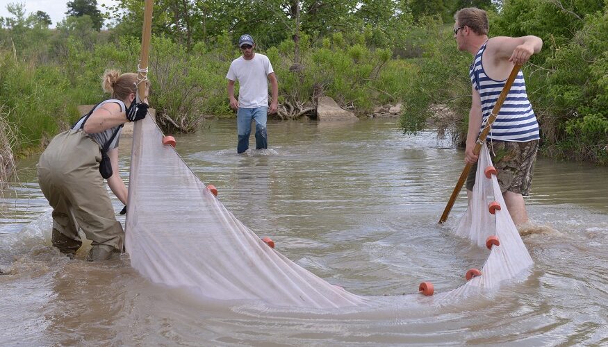 The Art of Pond Management: Creating a Harmony Between Water and Wildlife