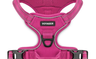 XL Dog Harness Mistakes Large Dog Owners Commonly Make