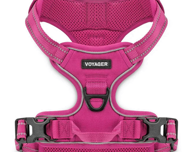 XL Dog Harness Mistakes Large Dog Owners Commonly Make